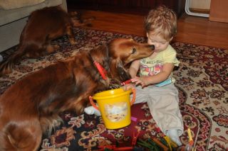 NADIM jamniki Kollapsar